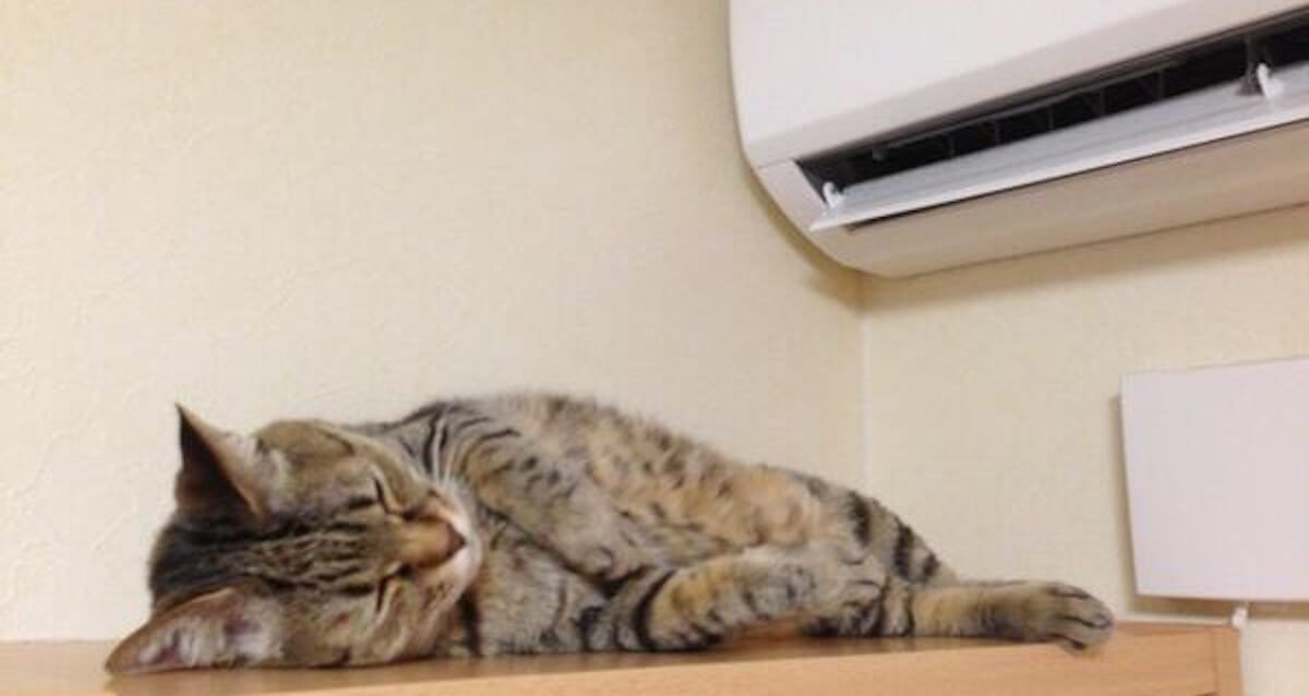 エアコンに当たる猫