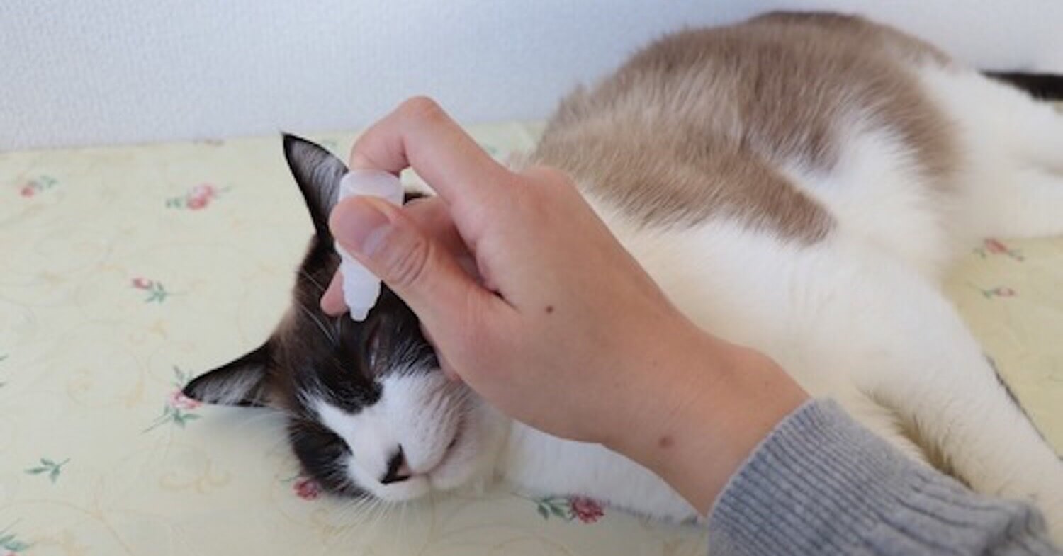猫に目薬をさす方法
