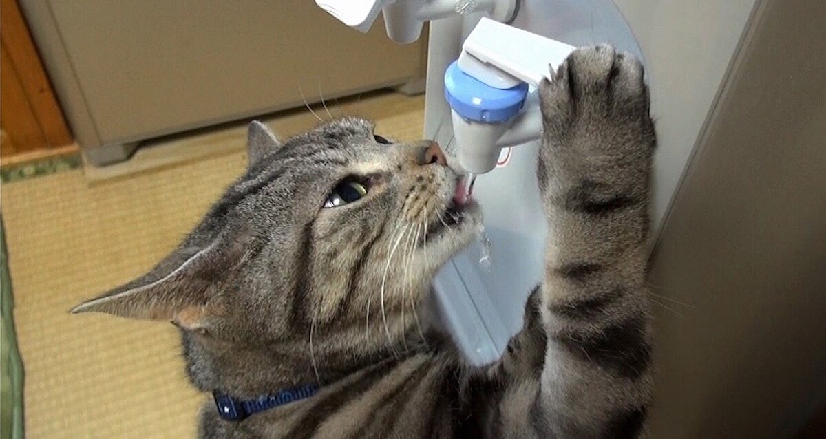 ウォーターサーバーから水を飲む猫