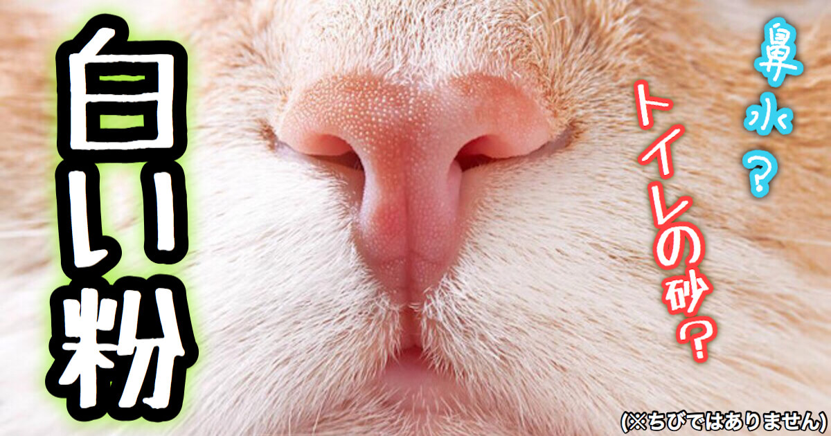 猫の鼻に付いている白い粉
