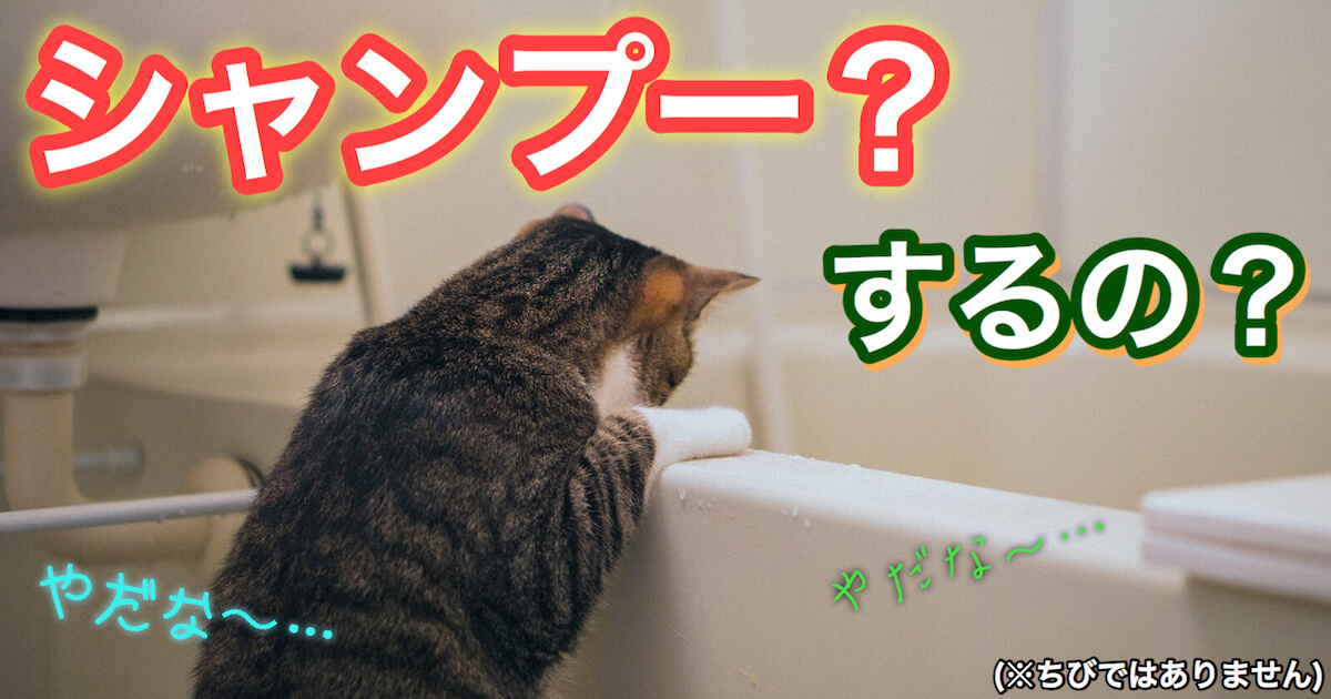猫をお風呂でシャンプー