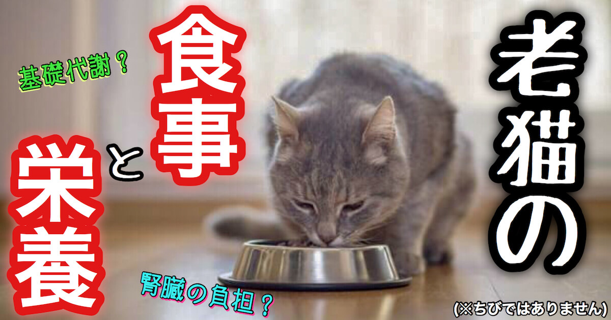 老猫の食事と栄養