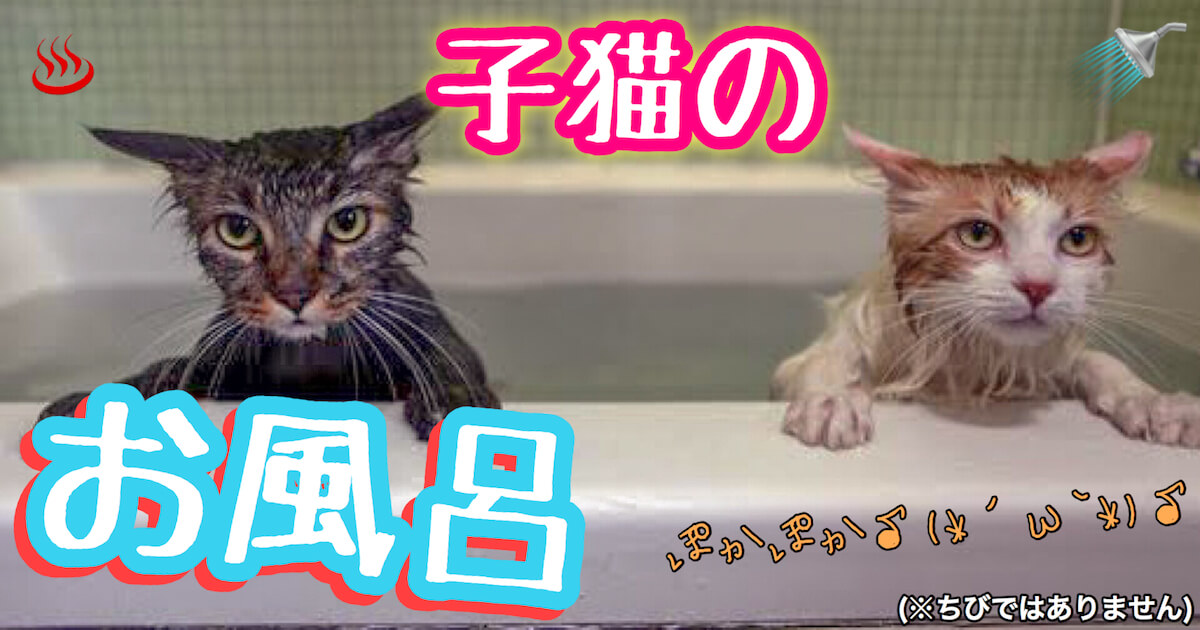 子猫のお風呂でシャワーは禁止？