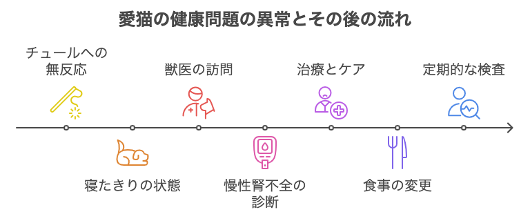 愛猫の健康問題の異常とその後の流れ