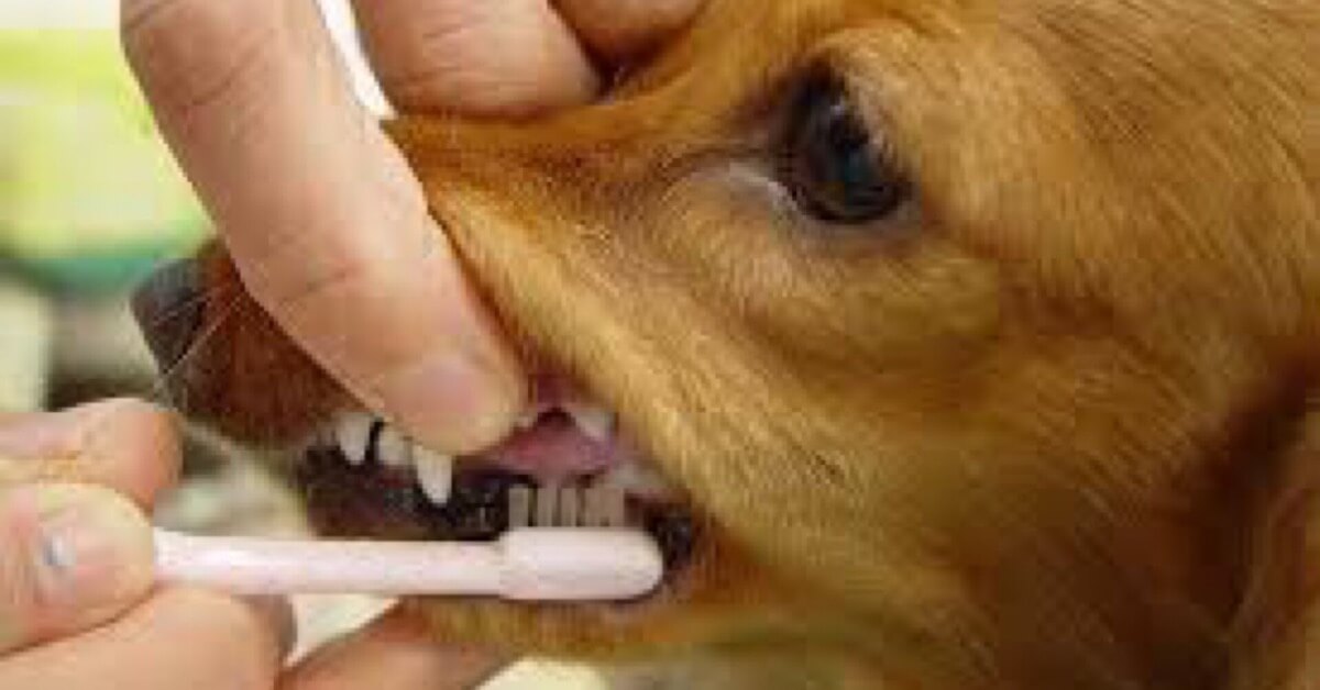 犬を歯ブラシ使って歯磨き
