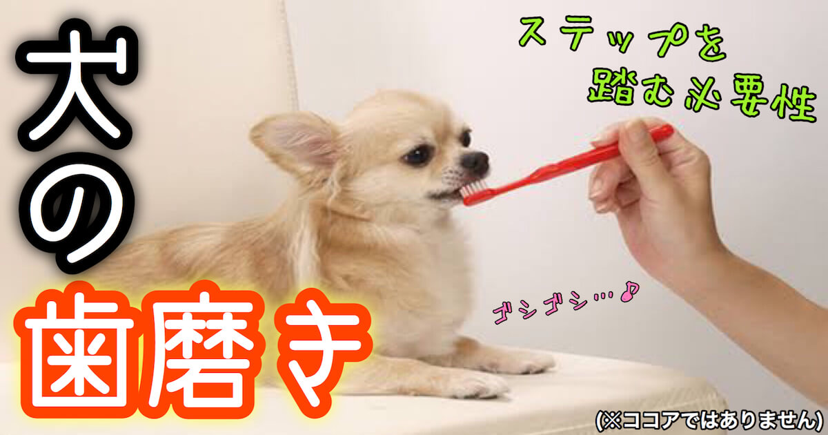 犬の歯磨きの頻度