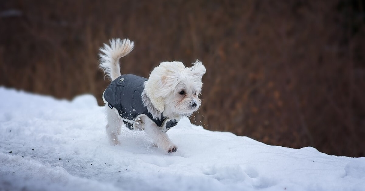 小型犬や老犬を冬に外で飼うのは絶対NG