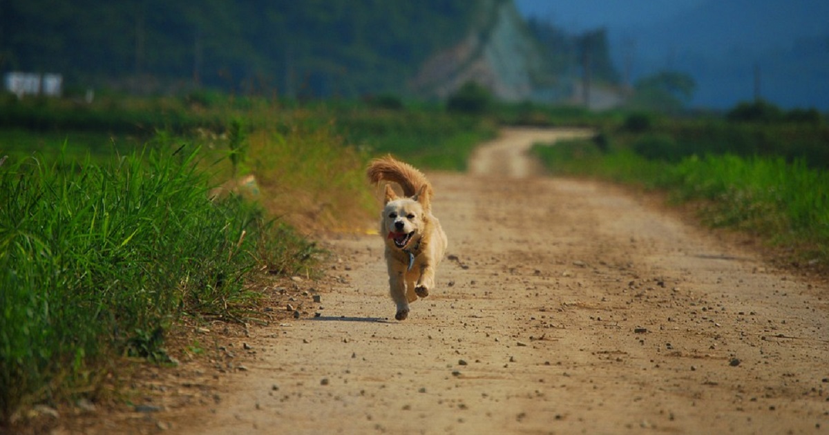 犬が走った時の最高速度はどれくらい？