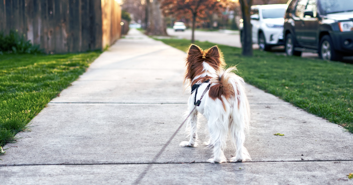 犬の散歩は「運動」ではない