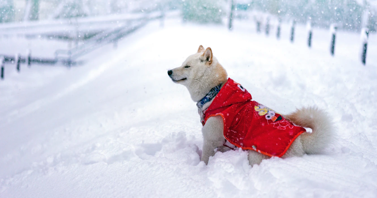 犬を真冬の寒さから救う対策