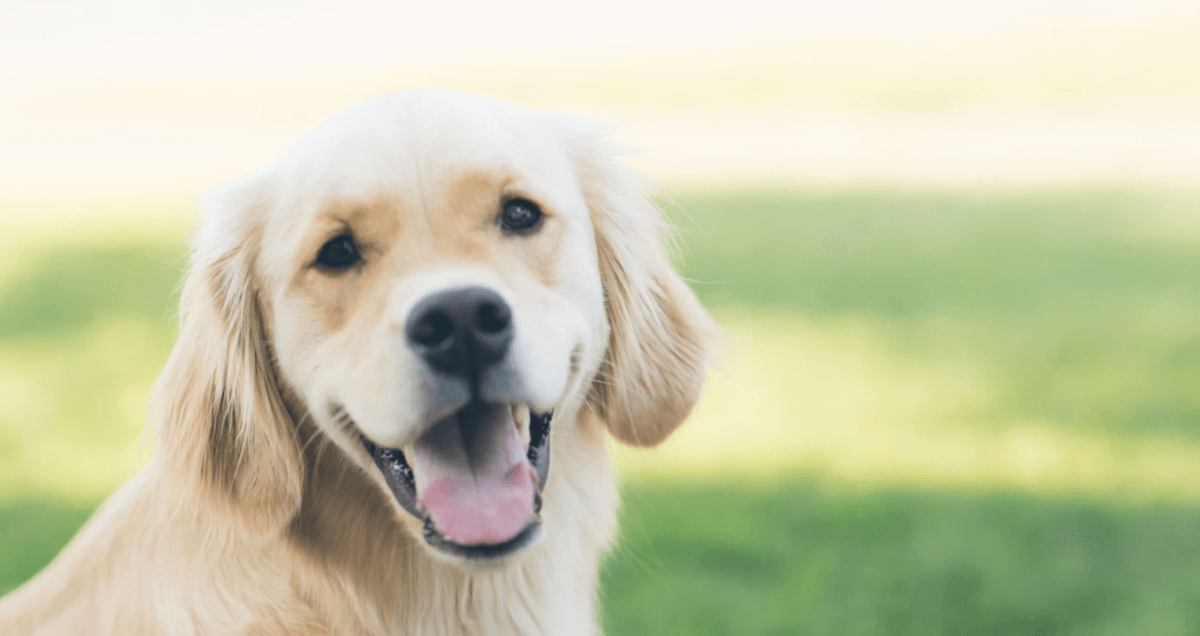 犬の口臭・歯周病対策用サプリメントランキング