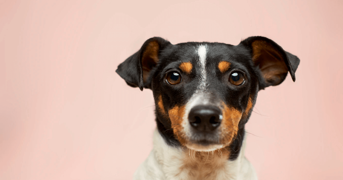 犬の目のトラブル対策サプリメントランキング
